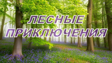 Лесные приключения Лесные приключения.